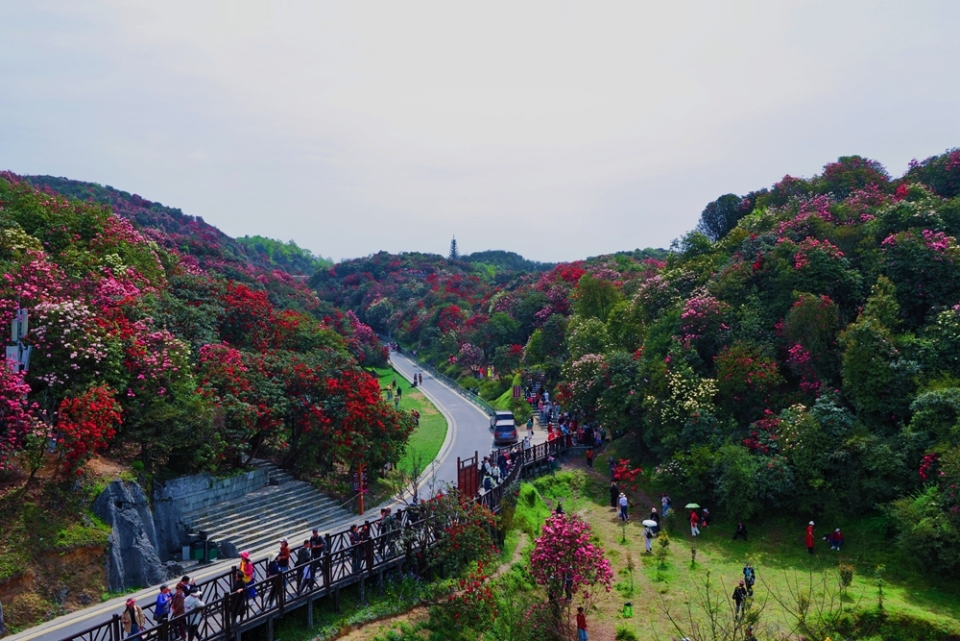 贵州毕节百里杜鹃迎盛花期 邀您共赴春日“地球彩带”之约_fororder_微信图片_20250416222652
